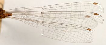 Media type: image; Entomology 12264   Aspect: wing